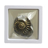 Starborn Ammonite Pleuroceras found in Nuremberg with brass finish