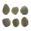 Starborn Authentic Saffordite (20-30 Carat) Cintamani Gemstone