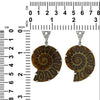 Starborn Fossilized Ammonite in Sterling Silver Pendant