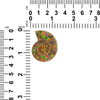 Ammonite Half with Ammolite Inlay Cabochon 33-35mm - 1 piece