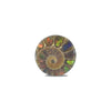 Ammonite with Ammolite Inlay Cabochons 18-19mm round