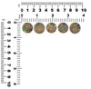 Ammonite with Ammolite Inlay Cabochons 18-19mm round