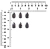 Fenster-Druse Black Knight Birnen-Cabochon 16mm 