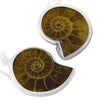 Starborn Sterling Silver Fossilized Ammonite Earrings